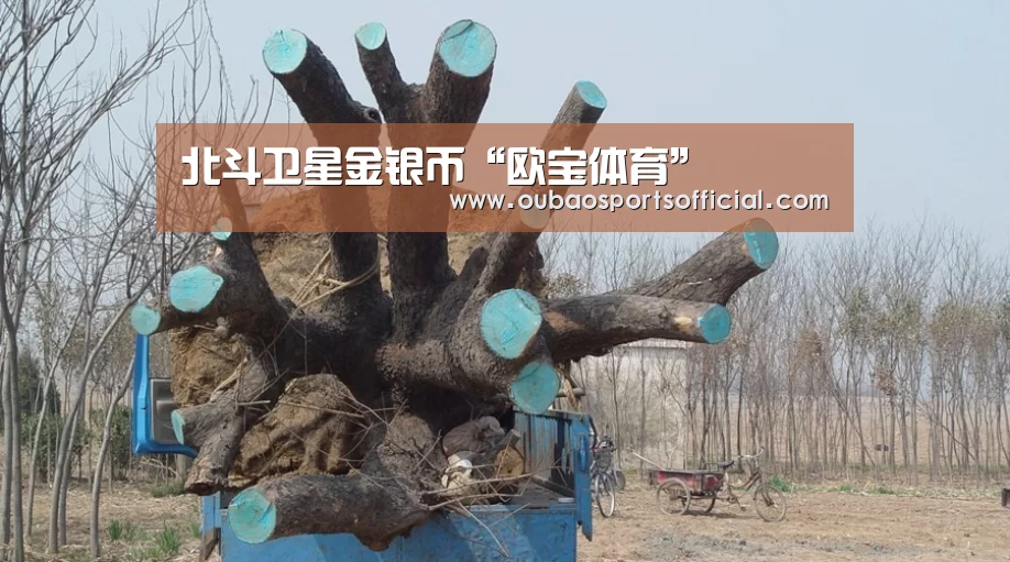 欧宝体育