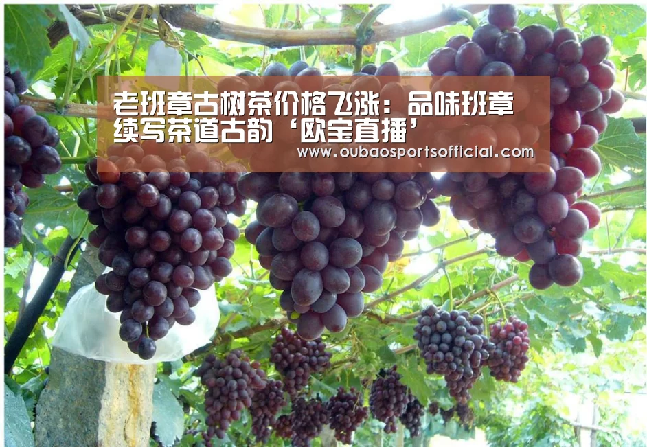 老班章古树茶价格飞涨:品味班章续写茶道古韵‘欧宝直播’(图2) 欧宝娱乐